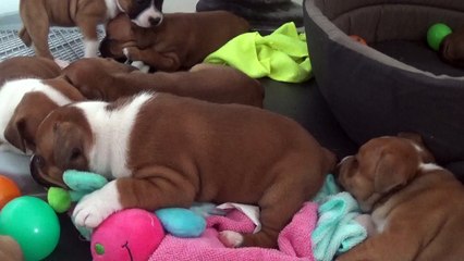 43ème bis Vidéo Les Petits Pétards de STAFFORDLAND