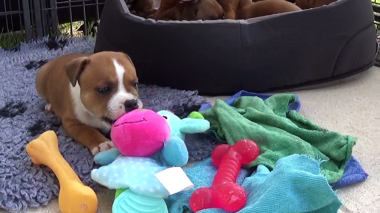45ème Vidéo Le petit loulou  de STAFFORDLAND