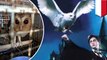 Karena Harry Potter banyak burung hantu dijual secara ilegal di Indonesia - TomoNews