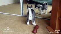 Siberian Husky puppies VS mirror