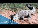 Abren criadero de cocodrilos en Yucatán para elaborar artículos de reptil