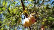 Higos Y Granadas En Mi Jardin, Los Arboles Estan Produciendo Fruta Dulce Leche Y Miel