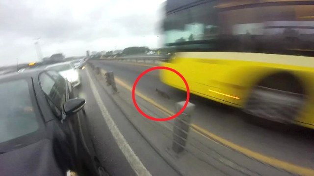 E-5'te Bir Aracın Motorundan Çıkarılan Kedi, Hızla Metrobüs Yoluna Daldı