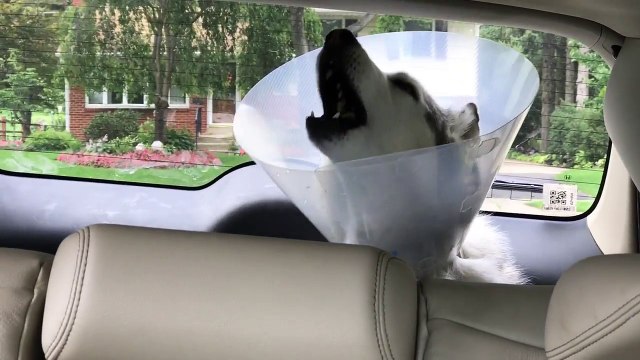 Ce chien est défoncé à l'anesthésiant après une opération LOL