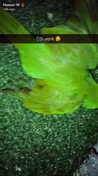 Défoncé il trouve une perruche morte au sol... ça lui fait sa soirée LOL