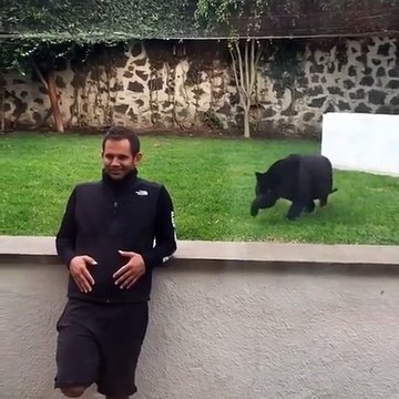 Cette panthère noire va attaquer cet homme !!