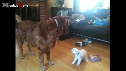 Dogs Meeting Kittens For The First Time Compilation 2016 || NEW HD