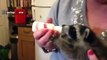 Baby Raccoon Videos - A Cute Baby Animals Compilation [BEST OF]