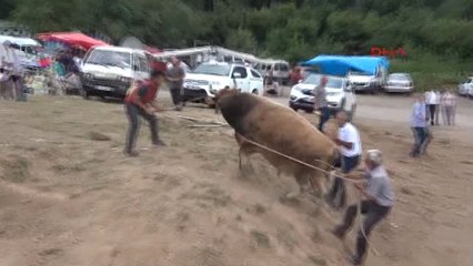 Türkiye Boğa Güreşi Şampiyonu Artvinli Cumali Oldu