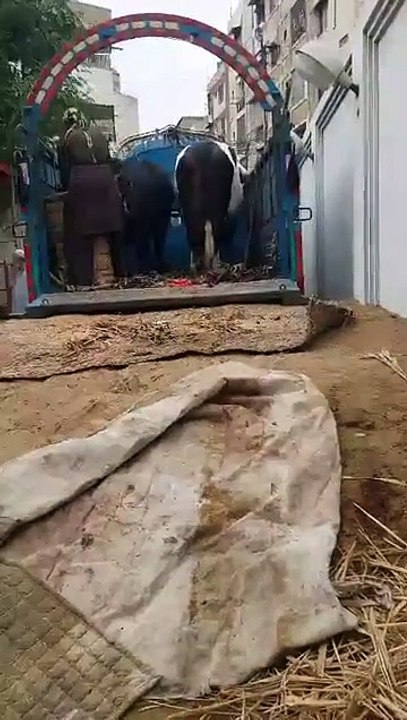 Bulls from Afridi Cattle Farm sold - Cow Mandi 2017 - Eid ul Azha 2017