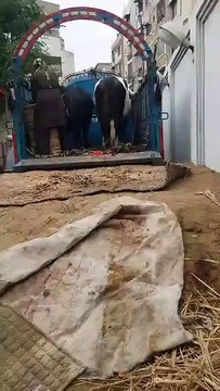 Bulls from Afridi Cattle Farm sold - Cow Mandi 2017 - Eid ul Azha 2017