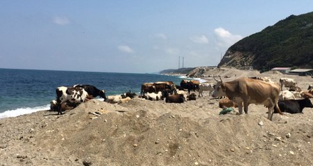 Çatalca'da Sıcaktan Bunalan İnekler Kendilerini Sahillere Attı