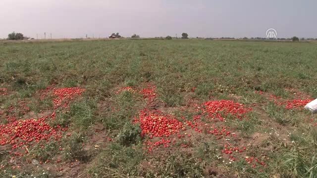 Karacabey Ovası'nda Domates Hasadı Sıkıntılı Başladı