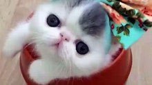 Extremely Cute Kitty