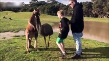Un gamin mis KO par un kangourou