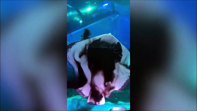 Cette raie est couverte d'encre après s'etre attaqué à un calamar !