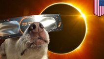 Tindakan aneh hewan saat gerhana matahari total Amerika - TomoNews