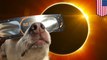 Tindakan aneh hewan saat gerhana matahari total Amerika - TomoNews