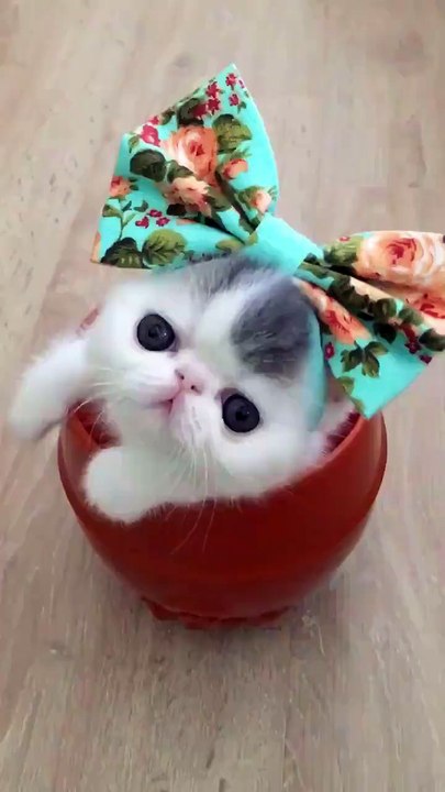 şiriiiinnn
