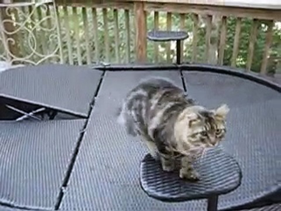 Ninguém queria este gato de 6 dedos - Quando ele foi adotado, ficam boquiabertos com o que ele CONSEGUE fazer!