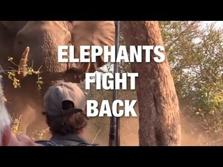 This Is Why Elephants are Badass
