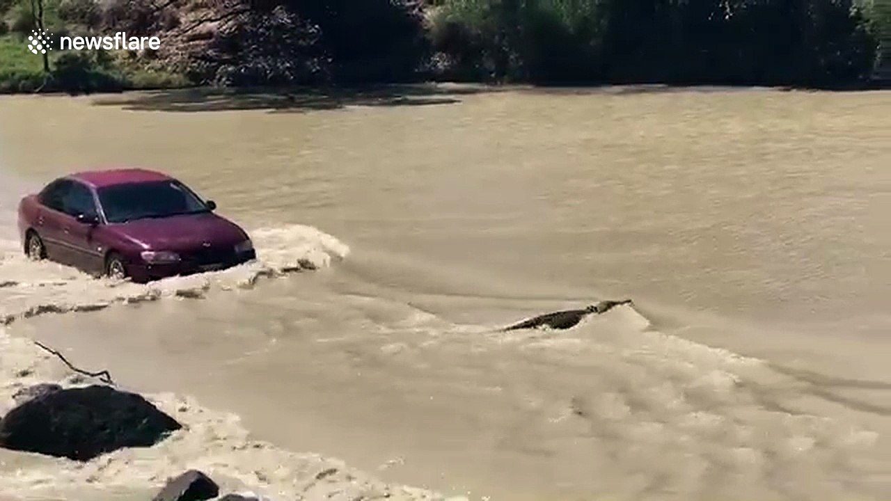 Huge crocodile blocks flooded road