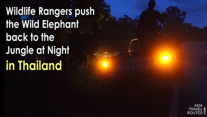 Wildlife Rangers push the Wild Elephant back to the Jungle at Night