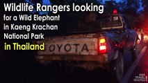 Wildlife Rangers looking for a Wild Elephant in Kaeng Krachan National Park