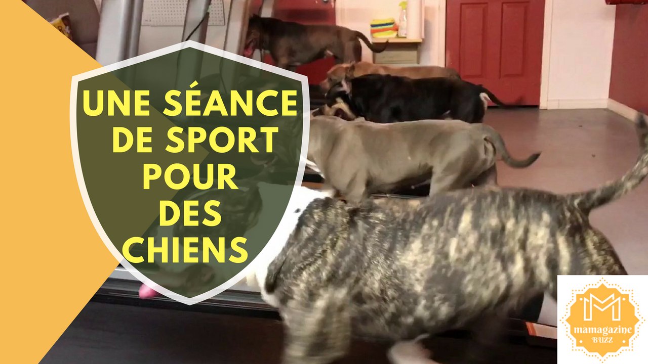 Une Séance de sport pour des chiens!!