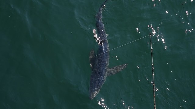 Why these researchers are tracking great white sharks