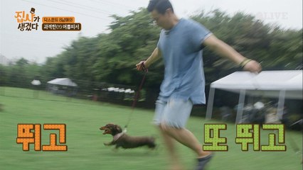 닥스훈트 8남매 개신남, 산책 당하는(?) 신신 브라더스