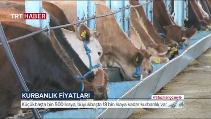 Diyanet'ten kurbanla ilgili sık sorulan sorulara cevap