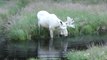 Rare White Moose Takes a Dip in a Swedish Lake