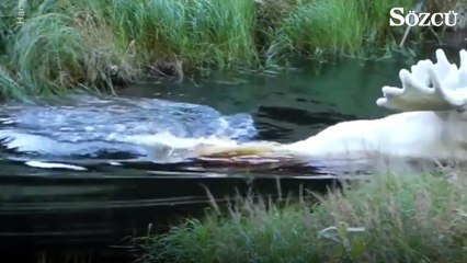 Mucize geyik İsveç'te görüntülendi