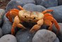 Le biomimétisme par Idriss Aberkane :  le crabe