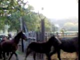 Manlio Fani con i suoi cavalli