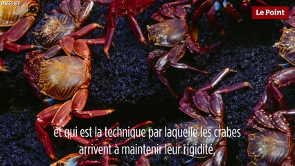 Le biomimétisme par Idriss Aberkane :  le crabe