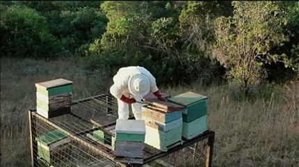 PBS NATURE: Honey Badgers Masters of Mayhem