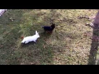 White Rabbit and Delightful Dog Explore Garden Together