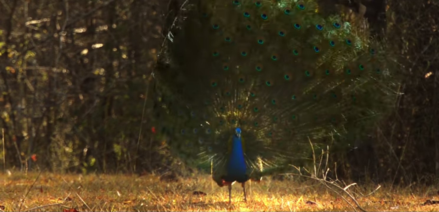 HAPPY INDEPENDENCE DAY!! National Anthem of India - Best 4K WildLife Video - Grammy® Award Winner Ricky Kej