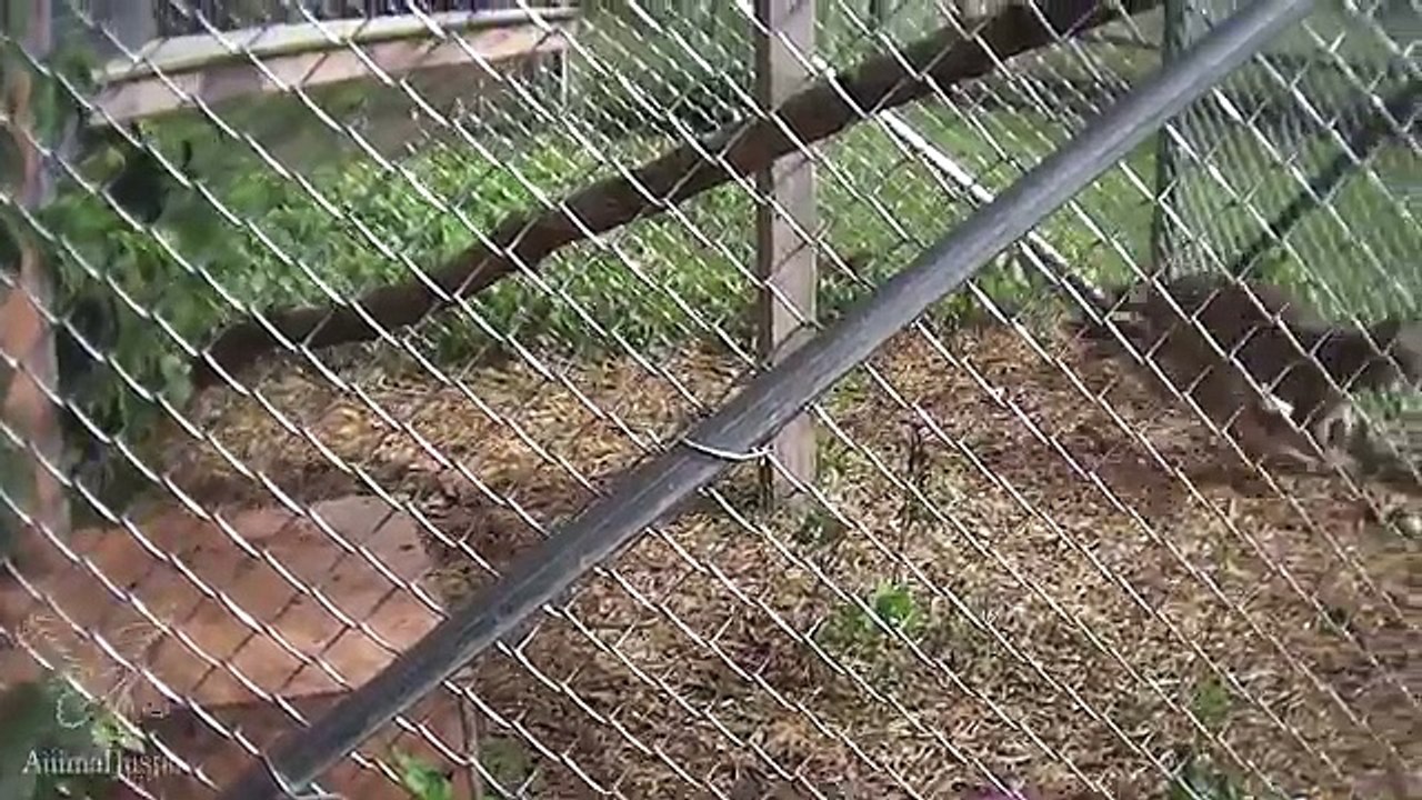 HONTEUX : dans ce zoo, les animaux sont victimes de graves abus