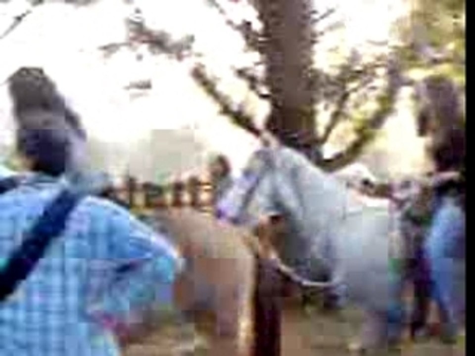 I ragazzi della monta western