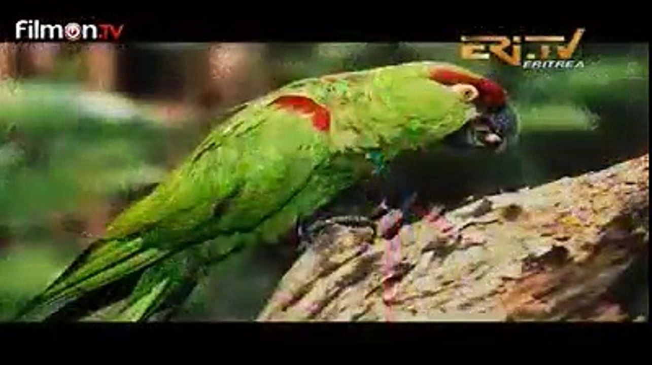 ኣገራሚ➤ኣብ ኣስመራ ልዕሊ 80 ዓመት ዝገበረ ተዛራቢ ፓፓጋሎ (ሕንጻይ)