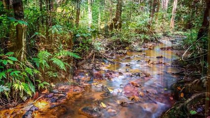 Wild Planet Jungle Resort, Devāla, Tamil Nadu, India