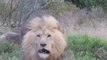 Ce photographe Pakistanais se fait charger par un lion furieux !