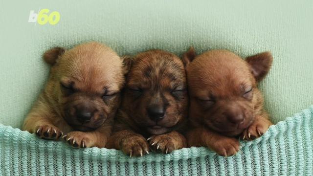 Ahhh! These Adorable Shelter Puppies Get the Best Photo Shoot Ever!