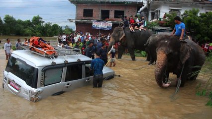 Mousson au Népal: des touristes évacués à dos d'éléphants