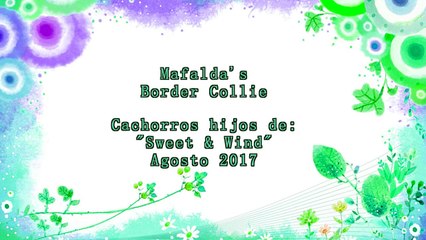 Mafalda's Border Collie - Hijos Sweet & Wind - 12 Agosto 2017