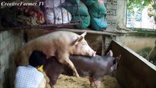 Mating Black Sow with Supper Boar