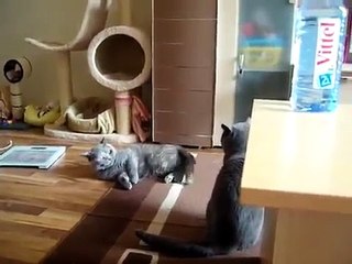 RELACIONES de gatos Samson y Lea ¡NO DEJES DE MIRARLO!!